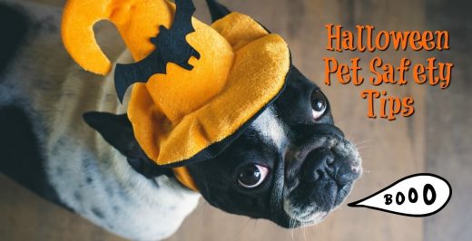 Halloween Pet Safety Tips - How to Keep Pets Safe this Halloween