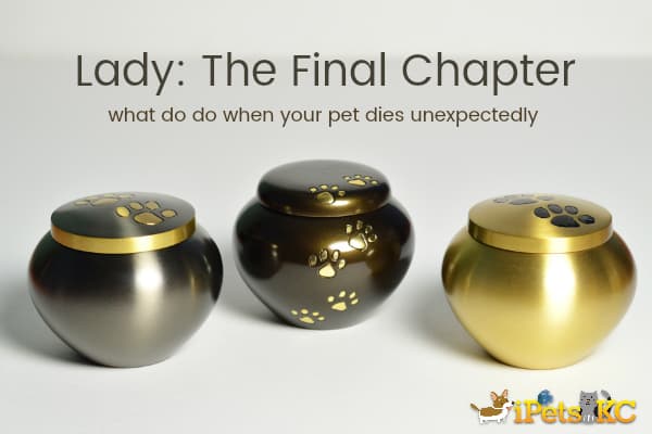 what to do when your pet dies unexpectedly