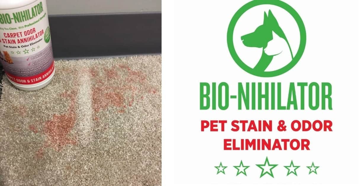 How to Get Rid of Pet Stains Easy Tips from Cleaning Experts iPetsKC