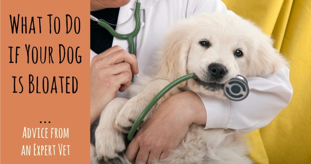 how long do symptoms of bloat last in dogs