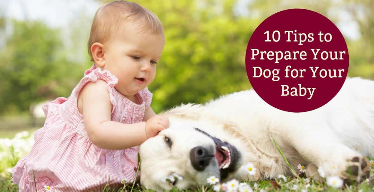 10 Simple Tips to Help Prepare Your Dog for a New Baby iPetsKC