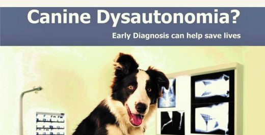 Canine Dysautonomia Symptoms for Early Detection