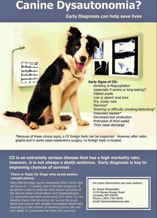 Canine Dysautonomia in Dogs: Rising in Midwest – iPetsKC