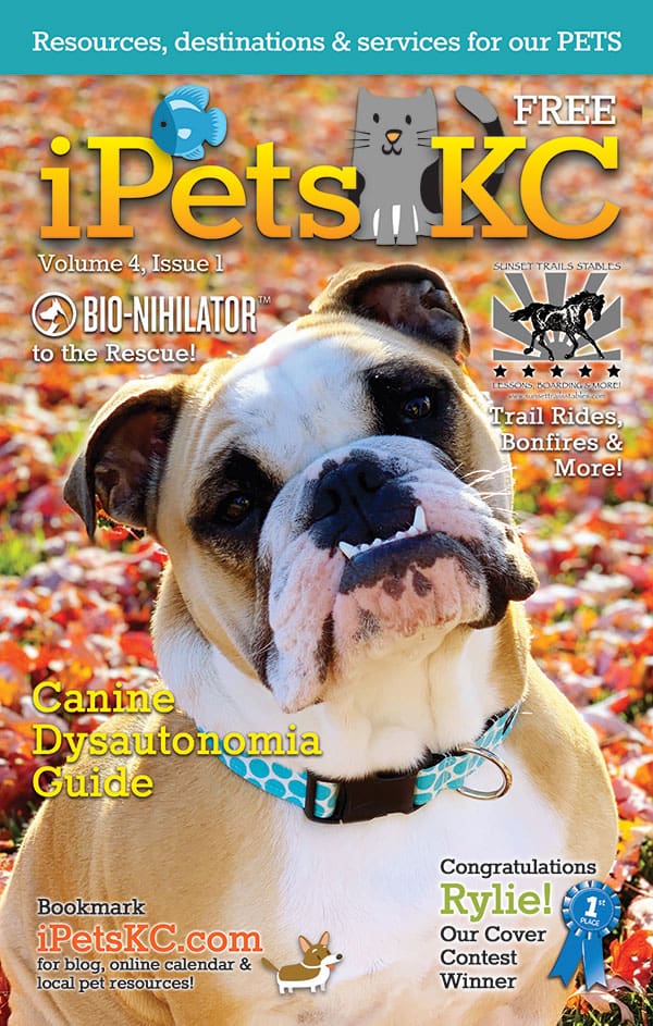 Local Animal Shelters Rescue Centers In Kansas City Ipetskc